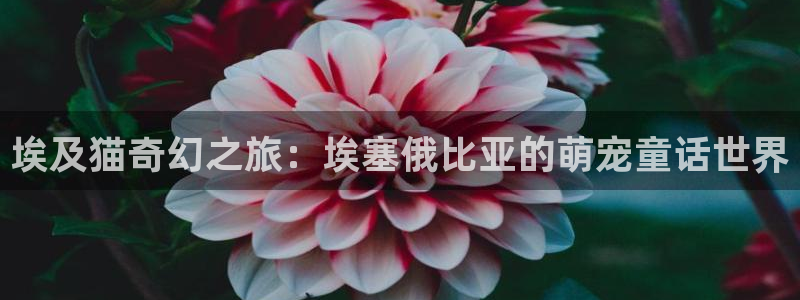 colamanage漫画官网